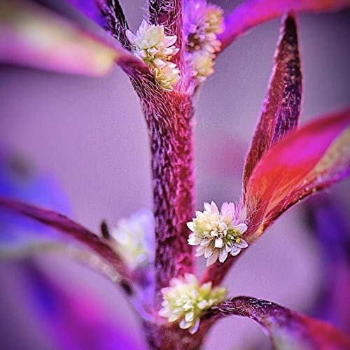 Greenpro | Alternanthera Reineckii 3 Bundles Scarlet Temple Red Stem Bundle Freshwater Live Aquarium Plants Midground Fish...