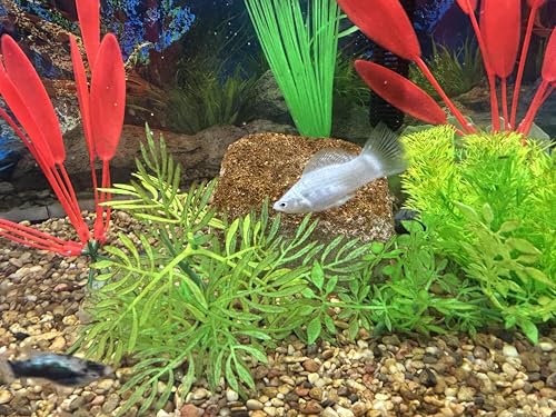 EcoBio-Block Aquarium Stone for Natural Water Clarification and Odor Removal Featuring Beneficial Microlife (Nano)