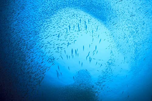 Season Mackerel in Water - Skinless & Boneless, No Salt Added, Wild Caught, Keto Snacks, Canned Mackerel Fillets, Full of ...