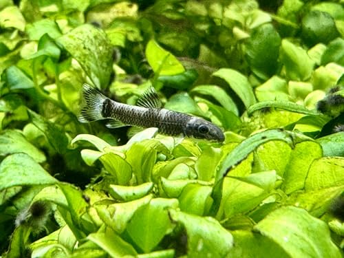 JungleAquashrimp Panda Garra Juvenile 0.75"-1" (2cm) Nano Fish Live Arrival Freshwater Fish Aquarium Garra Flavatra (2 Fish)