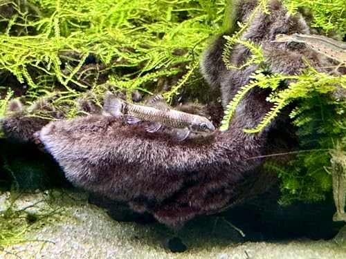 JungleAquashrimp Panda Garra Juvenile 0.75"-1" (2cm) Nano Fish Live Arrival Freshwater Fish Aquarium Garra Flavatra (2 Fish)