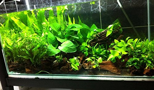 Greenpro Anubias Barteri | Broad Leaf XXL Mother Potted Live Aquarium Plant for Freshwater Fish Tank