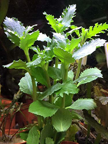 Live Aquarium Plants Hygrophila Difformis Bunch Water Wisteria Aquarium Plant Live PNF22