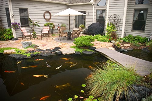 Aquascape 98894 Cold Water Beneficial Bacteria for Pond and Water Features, 32-Ounce