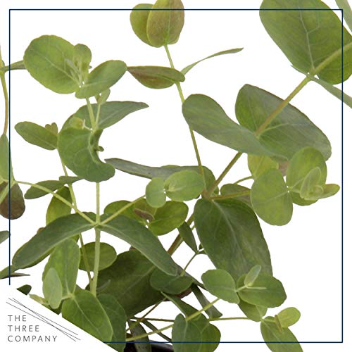 Live Aromatic and Edible Herbs - Assorted Varieties (4 Per Pack) - Lemon Verbena, Eucalyptus, Mint, Lemon Balm - 6" Tall by 3" Wide in 1 Pint Pot
