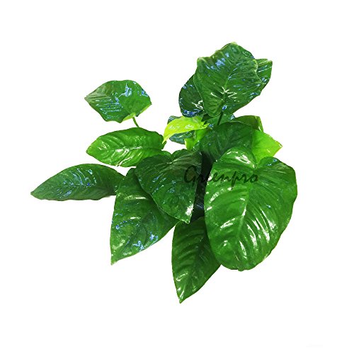 Greenpro Anubias Barteri | Broad Leaf XXL Mother Potted Live Aquarium Plant for Freshwater Fish Tank