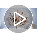 96PCS Natural Dried Pampas Grass Boho Home Decor Bouquet Phragmites Dried Flowers Bouquet for Wedding Floral Arrangements ...