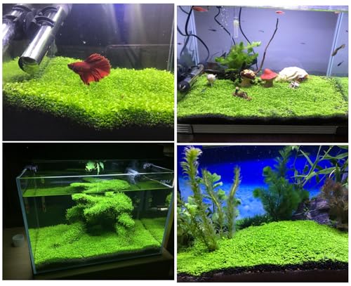 MISUHALOU Aquarium G-r-a-s-s P-l-a-n-t - 3 Pack | Easy-Growing Water P-l-a-n-t for Fish Tank Aquarium
