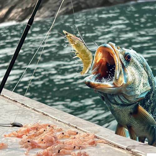 Xuvrir Fishing Hooks-Live Shrimp Hook,Bait Holder Hooks,Fishing Lures Saltwater Freshwater,2/3/4 Catfish Bass Fishing Gear...