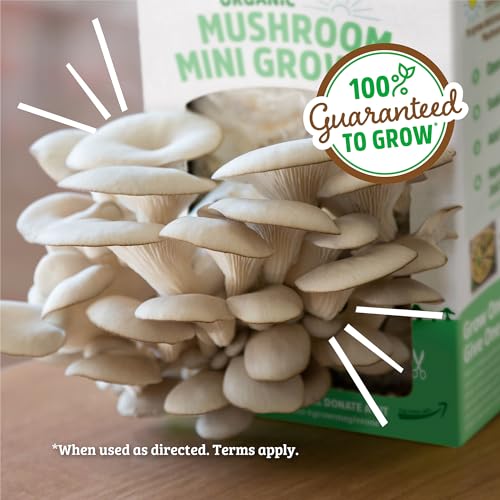 Back to the Roots Organic Mini Mushroom Grow Kit, Harvest Gourmet Oyster Mushrooms In 10 days, Top Gardening Gift, Holiday...