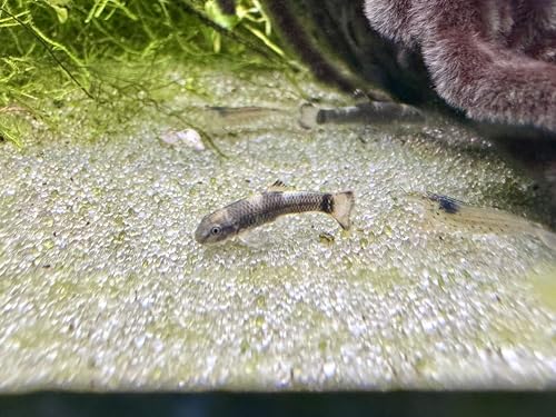 JungleAquashrimp Panda Garra Juvenile 0.75"-1" (2cm) Nano Fish Live Arrival Freshwater Fish Aquarium Garra Flavatra (2 Fish)