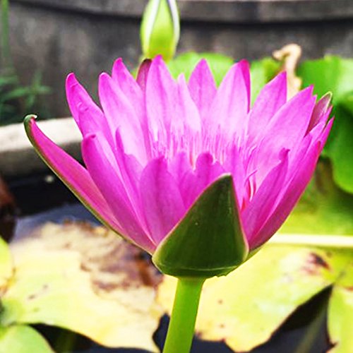 (Nymphaea Yonglap Hybrid) Tropical Water Lily Tuber Live Aquatic Plants for Freshwater Fish Pets Pond Balcony Decorations ...