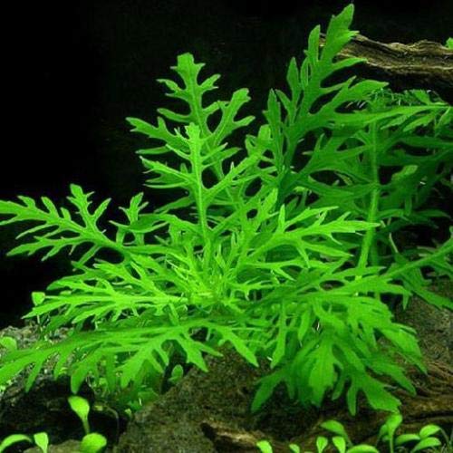 Live Aquarium Plants Hygrophila Difformis Bunch Water Wisteria Aquarium Plant Live PNF22