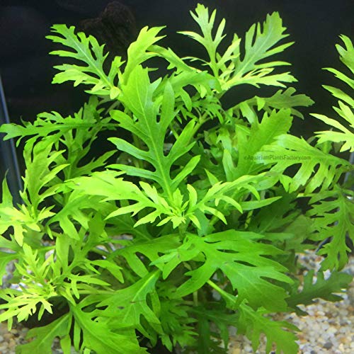 Live Aquarium Plants Hygrophila Difformis Bunch Water Wisteria Aquarium Plant Live PNF22