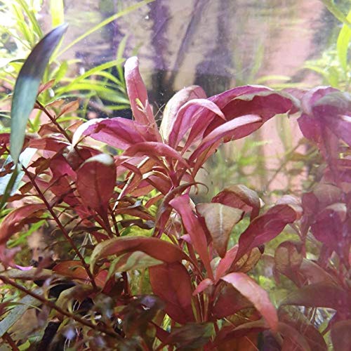 Greenpro | Alternanthera Reineckii 3 Bundles Scarlet Temple Red Stem Bundle Freshwater Live Aquarium Plants Midground Fish...