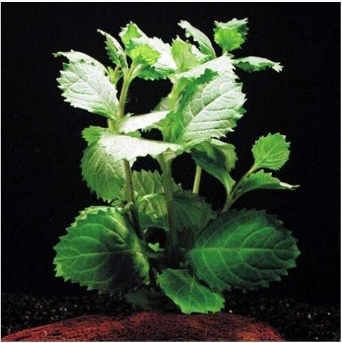 Live Aquarium Plants Hygrophila Difformis Bunch Water Wisteria Aquarium Plant Live PNF22