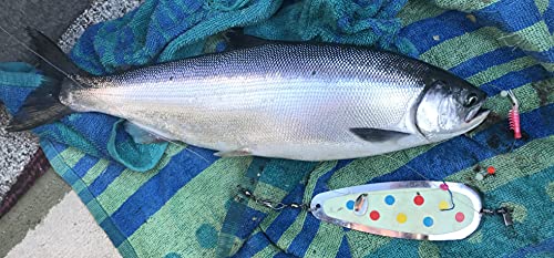 KOKOPROS Kokanee Salmon Luminous HyperGlow Teardrop Fishing Flashers – Chrome Plated Steel – Multicolor Designs with Hyper...