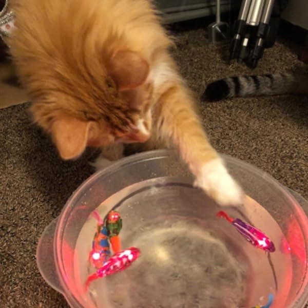 Swimming Fish Toy for Cats,Glowing Waterproof Cat Water Toy with Adjustable Speed and Realistic Motion,Twist Tail in a Lif...