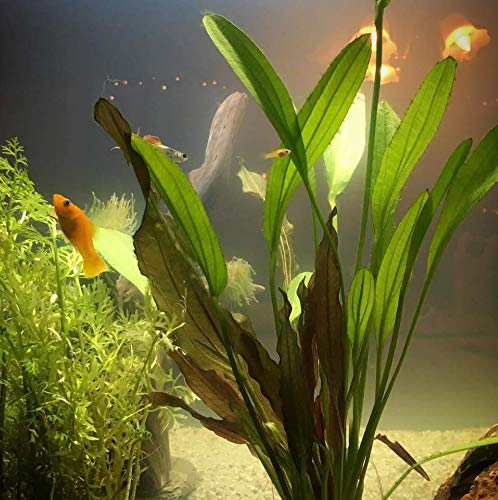 Echinodorus Sp Red Diamond Amazon Sword Potted Tall Background Live Aquarium Plants Decoration Tropical Freshwater Fish Tank