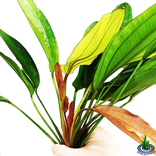 Echinodorus Sp Red Diamond Amazon Sword Potted Tall Background Live Aquarium Plants Decoration Tropical Freshwater Fish Tank