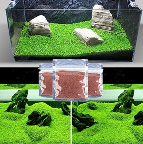 MISUHALOU Aquarium G-r-a-s-s P-l-a-n-t - 3 Pack | Easy-Growing Water P-l-a-n-t for Fish Tank Aquarium
