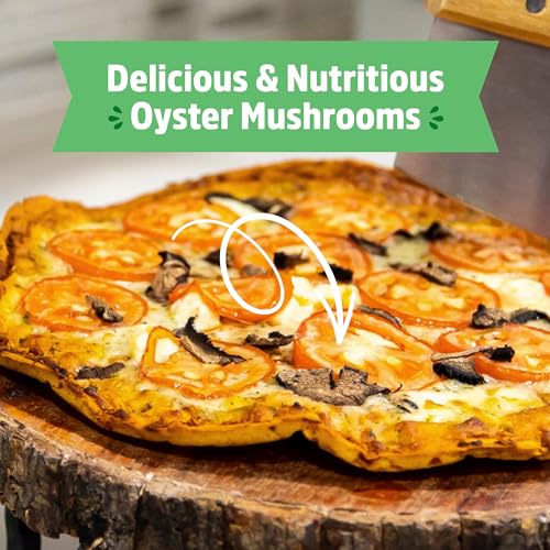 Back to the Roots Organic Mini Mushroom Grow Kit, Harvest Gourmet Oyster Mushrooms In 10 days, Top Gardening Gift, Holiday...