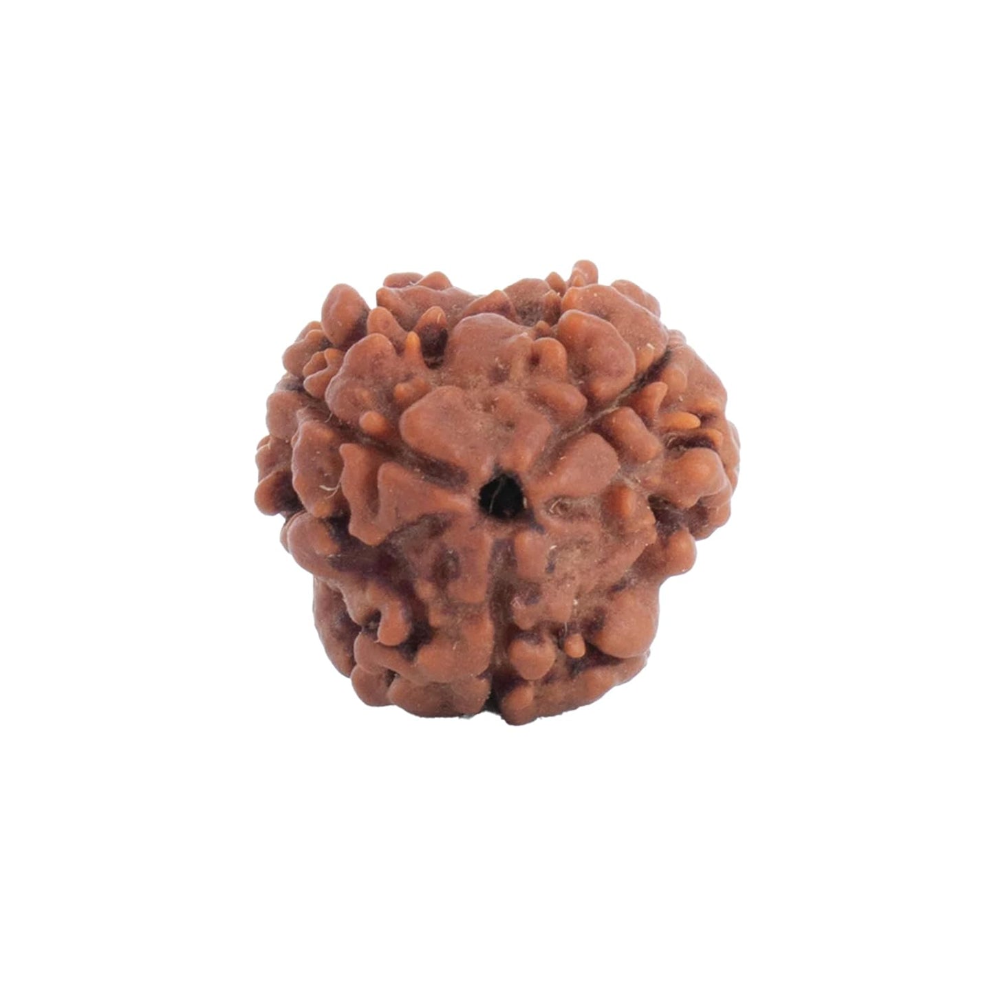 Astrotalk Nepal Origin 3 Mukhi Rudraksha | Ignite Self-Transformation & Confidence | Emotional Healing, Mental Clarity & Strength | Sacred Rudraksha Bead for Women & Men