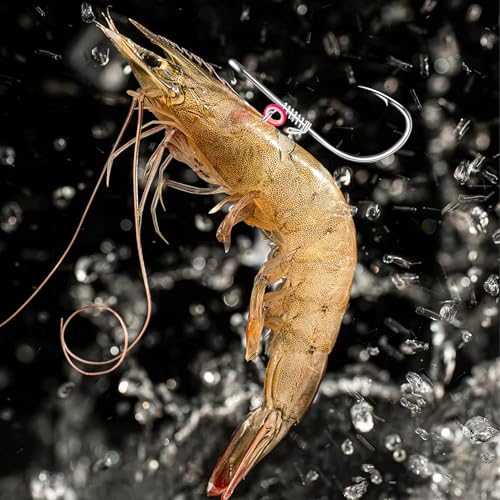 Xuvrir Fishing Hooks-Live Shrimp Hook,Bait Holder Hooks,Fishing Lures Saltwater Freshwater,2/3/4 Catfish Bass Fishing Gear...