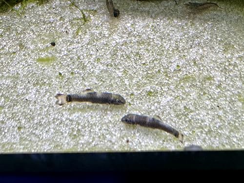 JungleAquashrimp Panda Garra Juvenile 0.75"-1" (2cm) Nano Fish Live Arrival Freshwater Fish Aquarium Garra Flavatra (2 Fish)