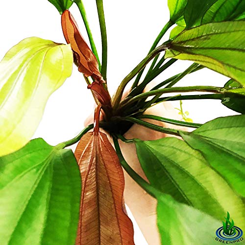 Echinodorus Sp Red Diamond Amazon Sword Potted Tall Background Live Aquarium Plants Decoration Tropical Freshwater Fish Tank