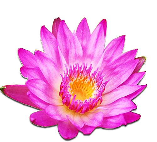 (Nymphaea Yonglap Hybrid) Tropical Water Lily Tuber Live Aquatic Plants for Freshwater Fish Pets Pond Balcony Decorations ...