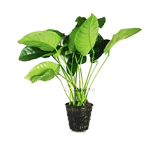 Greenpro Anubias Barteri | Broad Leaf XXL Mother Potted Live Aquarium Plant for Freshwater Fish Tank