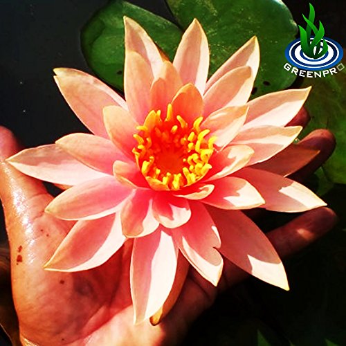 Live Aquatic Plant Orange Nymphaea Colorado Hardy Water Lilies Tuber for Aquarium Freshwater Fish Pond by Greenpro
