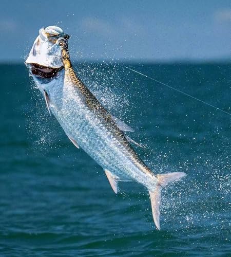 Xuvrir Fishing Hooks-Live Shrimp Hook,Bait Holder Hooks,Fishing Lures Saltwater Freshwater,2/3/4 Catfish Bass Fishing Gear...