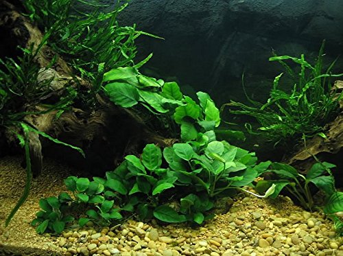 Greenpro Anubias Barteri | Broad Leaf XXL Mother Potted Live Aquarium Plant for Freshwater Fish Tank