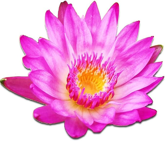 (Nymphaea Yonglap Hybrid) Tropical Water Lily Tuber Live Aquatic Plants for Freshwater Fish Pets Pond Balcony Decorations ...
