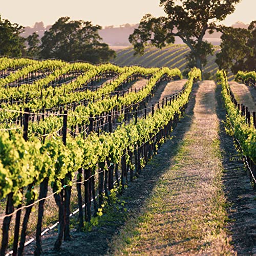 Vine To Table Paso Robles Zinfandel, 750 Ml