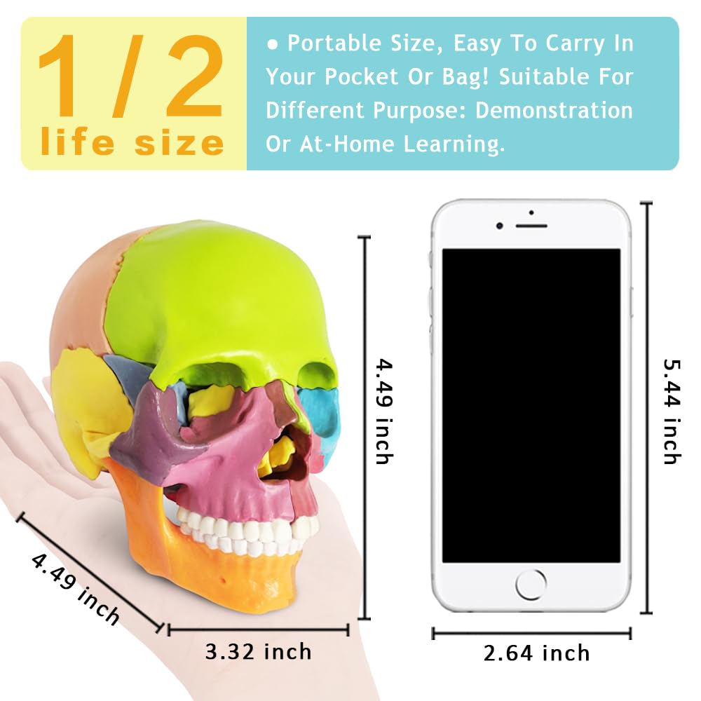 New Anatomy Skull Model 15 Parts Human Anatomy Exploded Skull Detachable Palm-Sized Mini Human Color Medical Skull Model,Medical Dental Clinic Teaching Equipment,Learning with Color Study Manual
