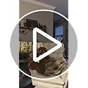 Big and Tall Office Chair, Flip Armrests for Pets & Cross Legged Sitting, Executive Ergonomic Computer Gaming Chair with F...