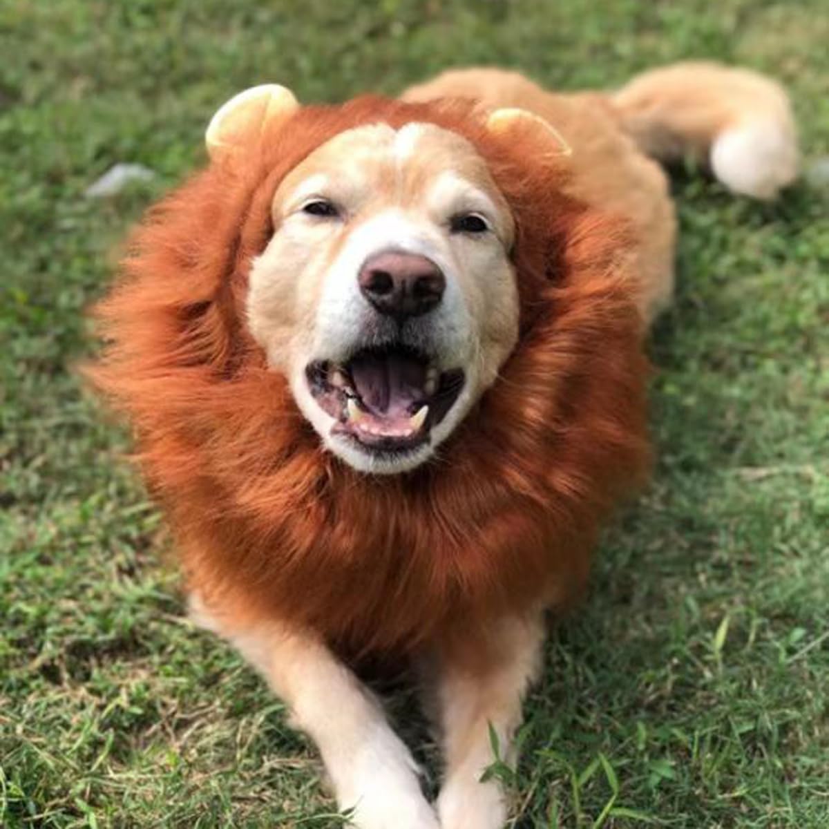 Dog Lion Costume,Dog Costumes for Medium Large Dogs,Dog Lion Mane, Dog Halloween Costumes, Lion Mane for Dog, Fits Neck Size 19"- 29"