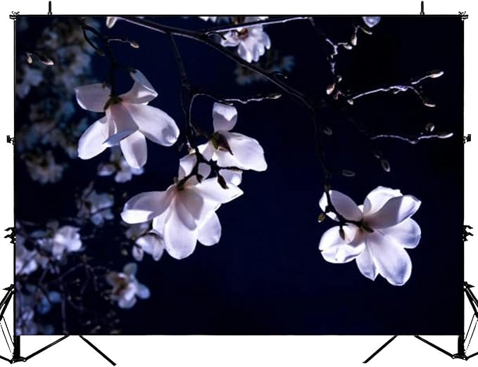 Blooming Pink Tender at Night Illuminated Light Empty Space a Dark Backdrop Bitrhday Party Decorations Photography Studio ...