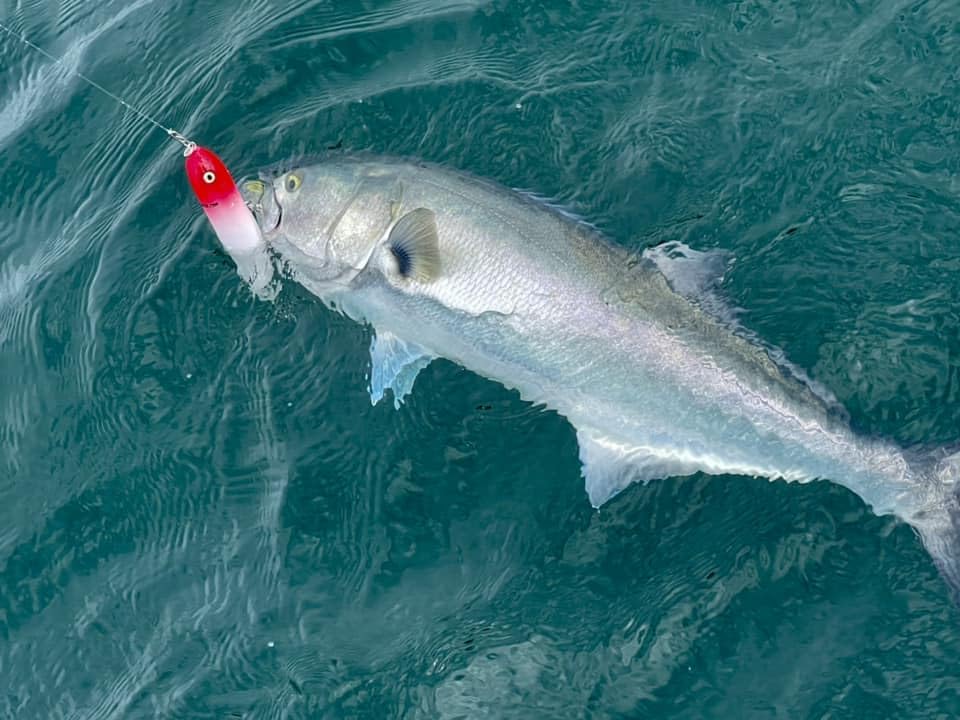 PBFish Topwater Spook Fishing Lure for Big Striped Bass 6.5 Inches Loud Rattle Walk The Dog Action Cast Far Floating Stron...