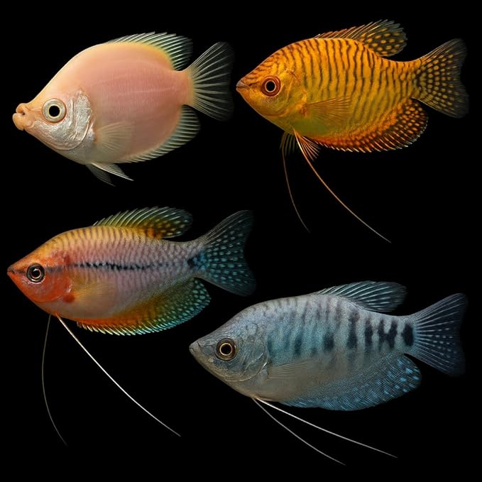 Swimming Creatures™ Assorted Gourami (Trichogaster spp.) – Freshwater Aquarium Fish (Size Approx. 0.5–1.5") (3 Gourami Mix)