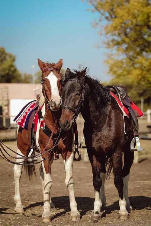 Cheval's International Western Mohair Horse Breast Collar, Handmade Premium Wool & Leather Equestrian Tack, Adjustable, Durable & Comfortable Saddle Breastplate for Horses - Peach/Pink Full