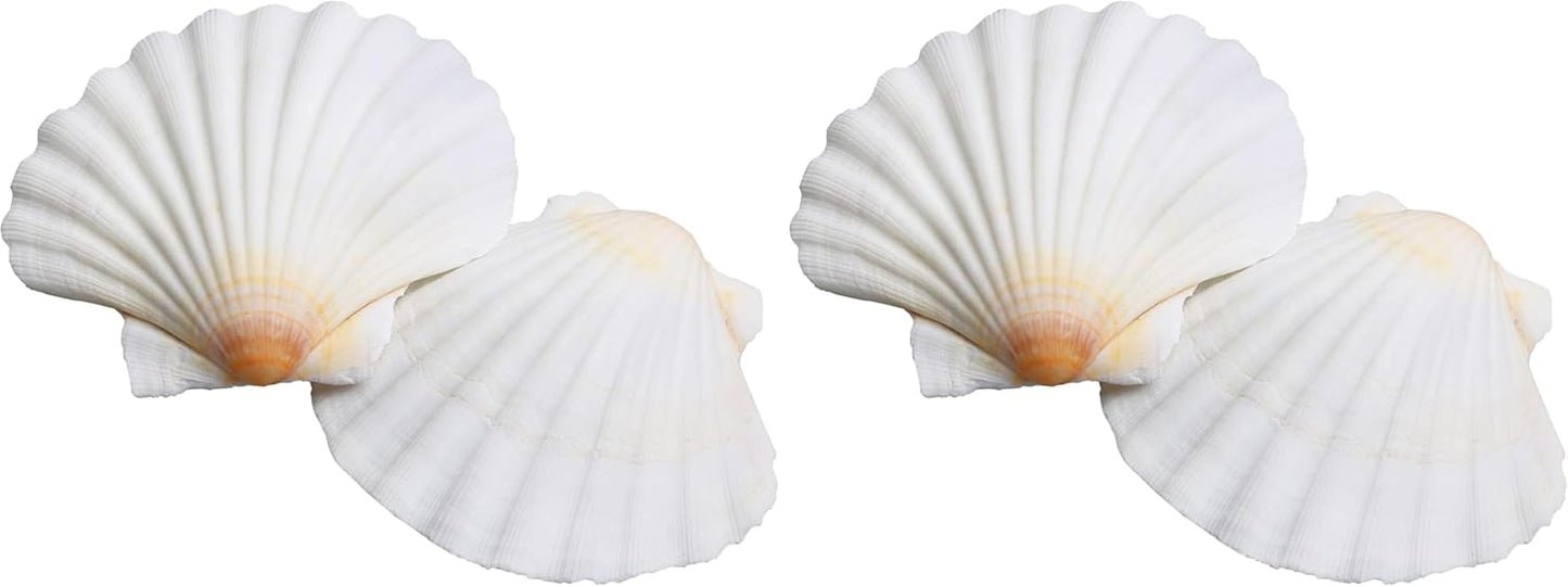 LUCKY BABY 16pcs Scallop Shells White Natural Sea Shells for Crafts 2.7-3.5 Inches Seashells for DIY Crafting Beach Wedding Home Decoration Baking (Pack of 2)