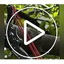 Extendable Pole Saw Head 14 Inch, High Carbon Steel Pruner with Ergonomic Grip, Professional Branch Trimmer for Tree Climb...