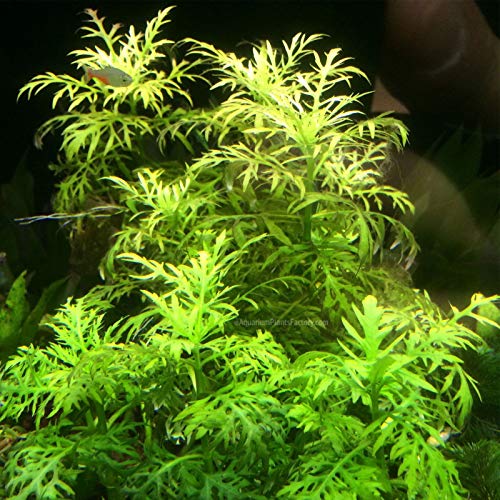 Live Aquarium Plants Hygrophila Difformis Bunch Water Wisteria Aquarium Plant Live PNF22