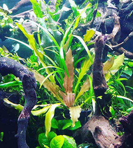Echinodorus Sp Red Diamond Amazon Sword Potted Tall Background Live Aquarium Plants Decoration Tropical Freshwater Fish Tank