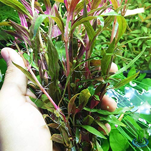 Greenpro | Alternanthera Reineckii 3 Bundles Scarlet Temple Red Stem Bundle Freshwater Live Aquarium Plants Midground Fish...