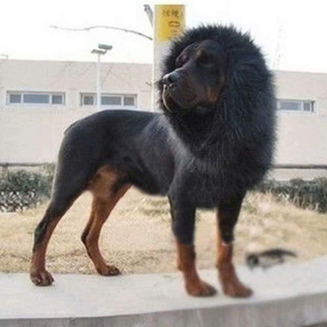 Lions Mane for Large Dog Halloween Costumes, Pet Black Wig with Ears
